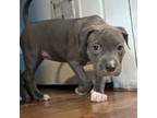 Mutt Puppy for sale in Lynn, MA, USA