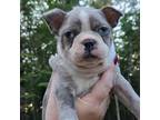 Boston Terrier Puppy for sale in Dixmont, ME, USA