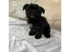 Mutt Puppy for sale in Lincolnwood, IL, USA