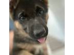 German Shepherd Dog Puppy for sale in Madera, CA, USA