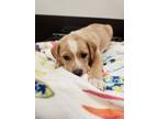 Adopt Rocky - IN FOSTER a Labrador Retriever, Mixed Breed