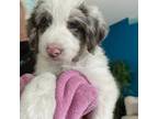 Aussiedoodle Puppy for sale in Port Saint Lucie, FL, USA