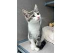Adopt Tommy Pickles a Domestic Short Hair