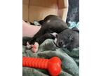 Adopt Cliff a Pit Bull Terrier