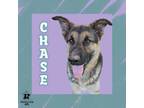 Adopt Chase a Mixed Breed