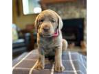 Ms. Pink Silver Lab