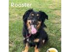 Adopt Rooster a Border Collie, Chow Chow