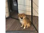 Pomeranian Puppy for sale in Bristol, CT, USA