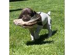 German Shorthaired Pointer Puppy for sale in Olympia, WA, USA