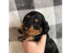 Dachshund Puppy for sale in Goodyear, AZ, USA