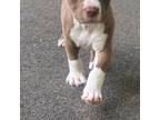 American Pit Bull Terrier Puppy for sale in Knoxville, TN, USA