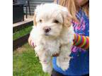 Mutt Puppy for sale in Rice Lake, WI, USA
