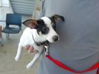Adopt Bandit a Parson Russell Terrier, Mixed Breed