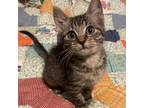 Adopt Waning Gibbous a Domestic Short Hair