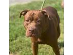 Adopt Billy Stray Hold 6/20 a Mixed Breed