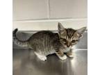 Adopt Dinky a Domestic Short Hair