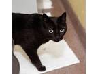 Adopt Cry Baby a Domestic Short Hair