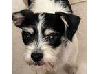 Adopt Buster Brown 2 a Terrier