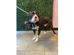 Adopt 56140057 a Pit Bull Terrier, Mixed Breed