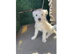 Adopt Kapena a Terrier, Mixed Breed