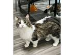 Adopt Peppy a Domestic Long Hair
