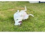 Tessa, Terrier (unknown Type, Medium) For Adoption In Houston, Texas
