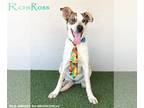 Jack-A-Bee DOG FOR ADOPTION RGADN-1095807 - Ross - Jack Russell Terrier / Beagle