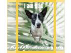 American Pit Bull Terrier Mix DOG FOR ADOPTION RGADN-1098378 - Otis 2 - American