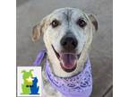 Adopt Coconut (IN WEEKEND WARRIOR) a Mixed Breed
