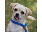 Adopt Puppy Chichi a Pug, Beagle