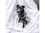 Adopt Meadow a Terrier, Mixed Breed
