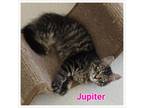Adopt Jupiter a Domestic Medium Hair