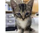 Adopt Price is Right a Domestic Short Hair