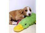 Adopt Play-Doh a Hound, Pit Bull Terrier