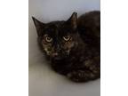 Adopt Caprice a Domestic Short Hair