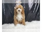 Poodle (Toy) PUPPY FOR SALE ADN-798347 - Capper AKC Toy Poodle