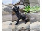 Cane Corso PUPPY FOR SALE ADN-798377 - 3 AKC grandchampion 9 week old females