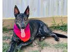 Adopt Lilly a Dutch Shepherd, Mixed Breed