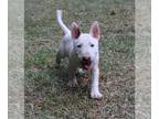Bull Terrier PUPPY FOR SALE ADN-798418 - AKC Female Bull Terrier Puppy Grand