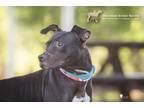 Adopt 73870A Fauna a American Staffordshire Terrier, Mixed Breed
