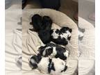 Yorkshire Terrier PUPPY FOR SALE ADN-798570 - Parti Yorkies Puppies
