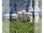 Havanese PUPPY FOR SALE ADN-798610 - Four Brothers Born April 25 2024