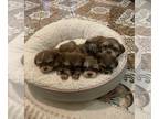 Shorkie Tzu PUPPY FOR SALE ADN-798619 - Shorkie puppies