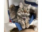 Adopt Sophie a Domestic Long Hair