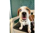 Adopt Dolly a Wirehaired Dachshund, Terrier