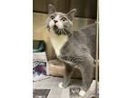 Adopt 2406-0107 Moon (Available 6/18) a Domestic Short Hair