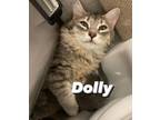 Adopt Dolly a Domestic Medium Hair