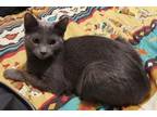 Adopt Tequila-Barn cat a Domestic Short Hair, Russian Blue