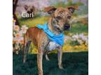 Adopt carl a Pit Bull Terrier