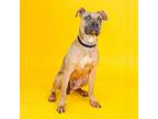 Adopt Wall-E a Pit Bull Terrier